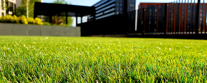 field of Grass