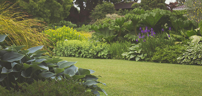 “Assorted plants and a lawn