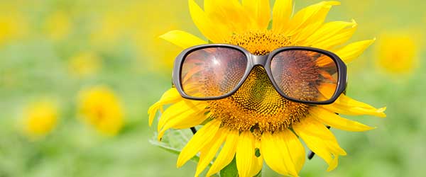 Sunflower for picking flowers